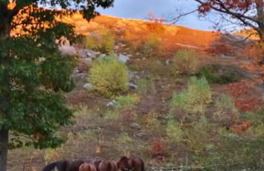 Vana Kuti-cabin in the woods - Foto 17