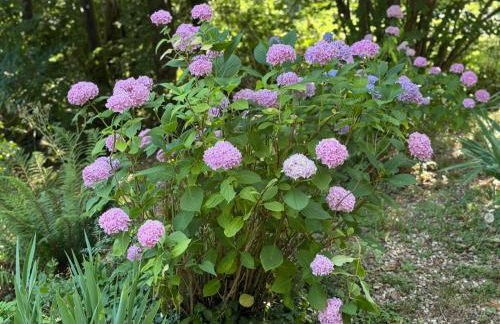 Les Cèdres - Foto 47