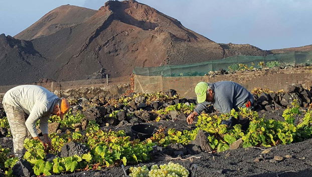 Vigneti di La Palma