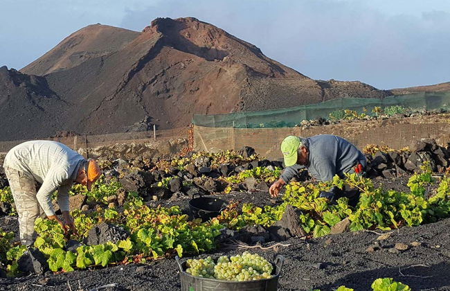 Visita della cantina Bodegas Teneguía - Foto 3