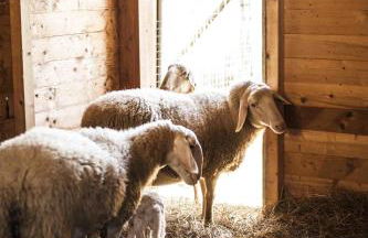 Azienda Agrituristica Alcastlè - Foto 60