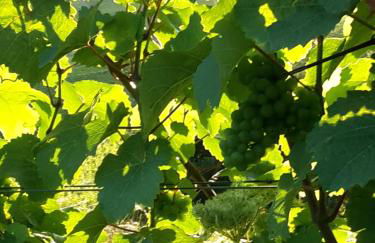 Ferienappartement Hennen - Foto 41