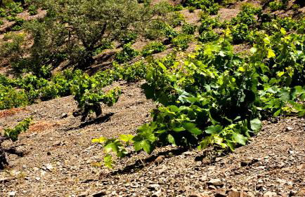 Mirador de Cómpeta - Foto 24