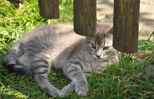 Baschijörgenhof - Foto 69