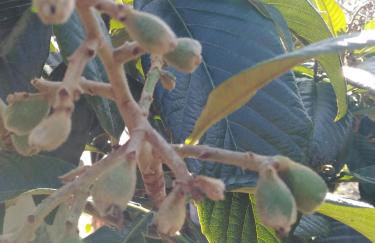 Quinta de São João - Foto 64