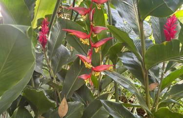 #casinhadasbananeiras - Foto 30