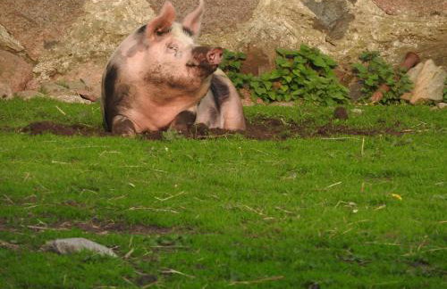 Agroturystyka Biebrzańska Kraina - Foto 26