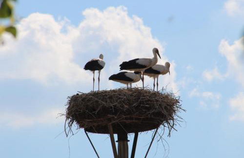 Am Storchennest - Foto 21