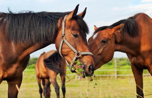Agroturystyka Piechowscy - Foto 14