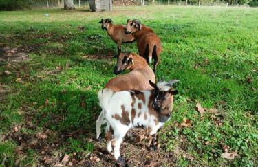 Les Jardins des 3 Provinces- Gîte - Foto 8