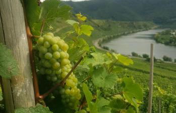 Auszeit mit Moselblick -klimatisiert- - Foto 22