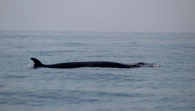 Avvistamento di delfini a Lagos - Foto 2, Delfino che spunta fuori dall'acqua