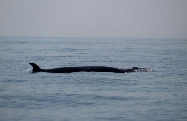 Observation de dauphins à Lagos - Photo 7