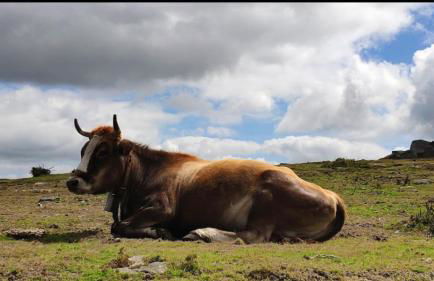 A casa do avó - Foto 52