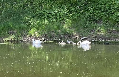 aan de Oever van de Werra - Foto 19