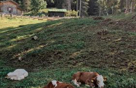 Casa Caliman - Foto 20