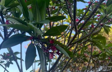 Lindo Sítio Estilo Moderno - Foto 59