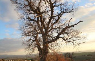 Marrucheti 82 - Foto 46