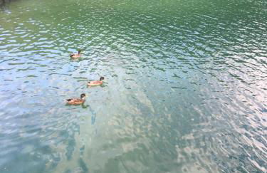 Casa a schiera fronte lago con giardino - Foto 29