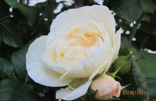 Mosel-Auszeit - Foto 12