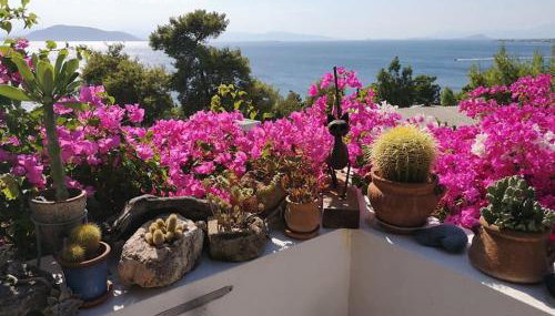 Narcissus - Foto 4, Garden