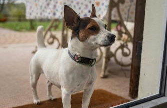 Villino Ca' Bianca, vicino ad Alba, NO ZANZARE, accessibile e con sollevatori aerei - Photo 1