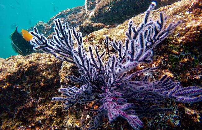 Snorkeling à Los Cabos - Photo 5