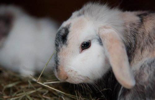 Gajówka Wiry - Foto 28