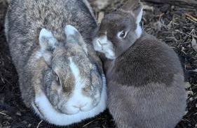 La Rose et Le Loup Gîte Éco-vintage - Foto 42