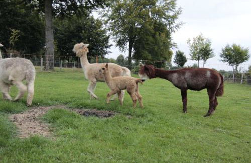 Ferienwohnung Margot - Photo 16