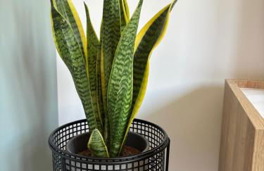 Aulo Plauzio Apartment - Foto 21