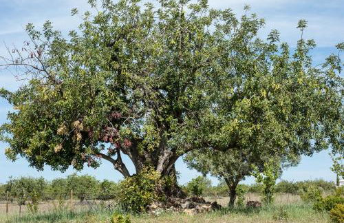 Pensão Agrícola - Foto 40