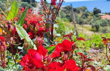 Seagulls - Within walking distance from sea! - Foto 13