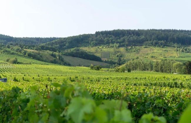 Vineyard View Romantic Stay - Foto 22