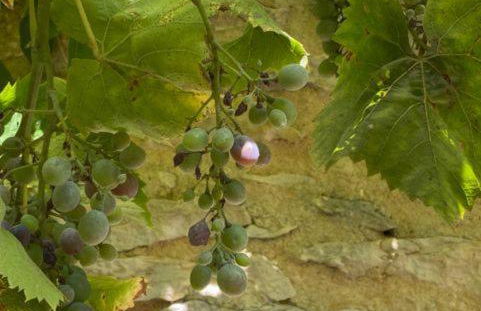 Hameau du Soleil - Papillon - Foto 56