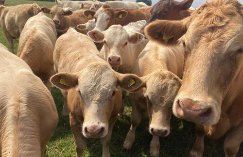 The Cobbles - Photo 22