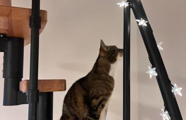 Domki Grabina - Foto 30