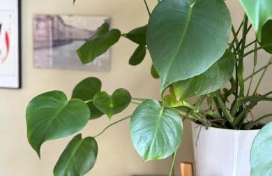 Cozy Sunfilled House with Deck Patio Garden - Foto 4