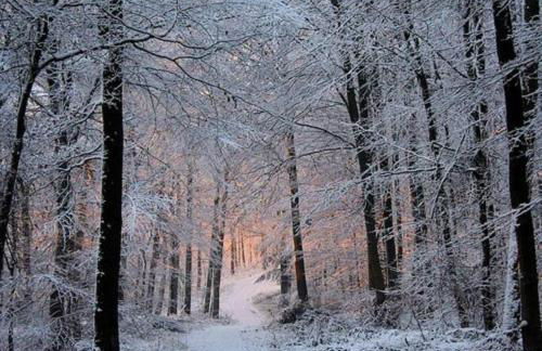 The Owl's Perch - Foto 27