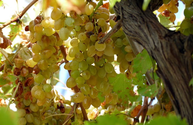 Apartments Martinovic - Photo 49