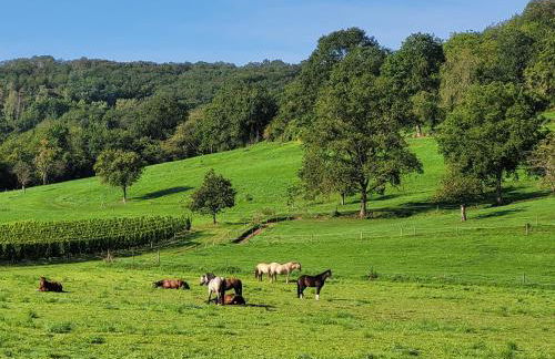 Ferienwohnung Julianna - Foto 31