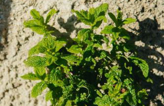 Βίλλα Φανούλα Villa Fanoula - Foto 16