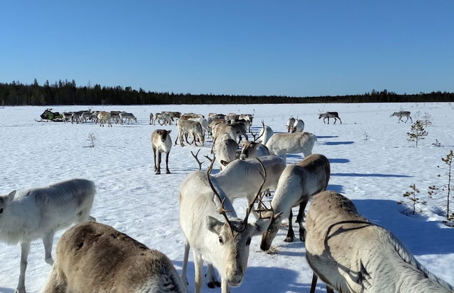 Metsä Kolo - Photo 41