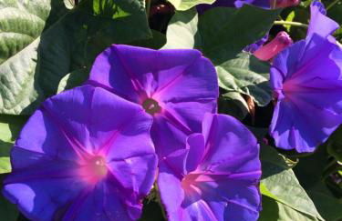 La Poussada, maisons écologiques avec vue mer - Foto 30