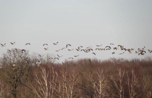 FeWo mit Balkon, Zimmermann - Foto 39