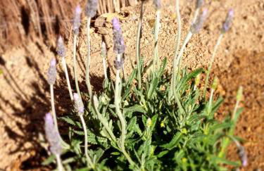 Ca la Pauleta - Foto 44