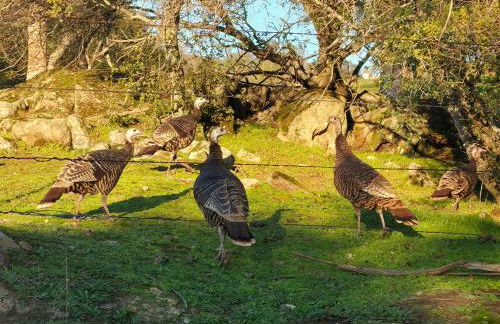 Cold Plunge, Hot Tub, Firepit, BBQ, Pet-Friendly, Sunset Views near Yosemite - Foto 25