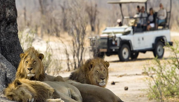 Una experiencia de safari en el Parque Nacional Zambezi - Foto 2