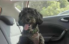 8 Berth Caravan at Blue Dolphin East coast - Foto 38