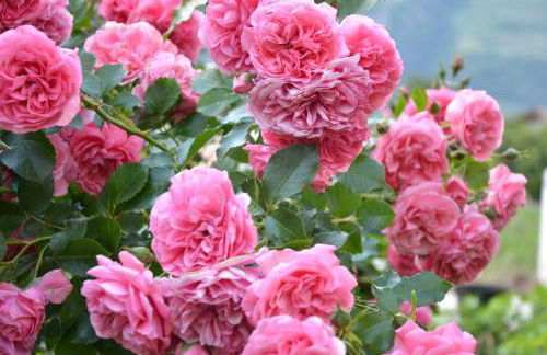 Sommersbergerhof 1968 - Photo 22